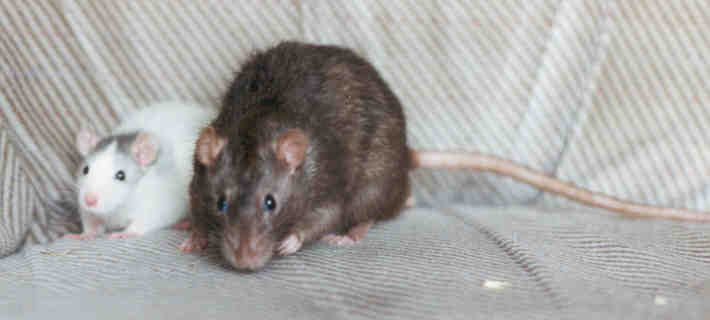 Rattis
